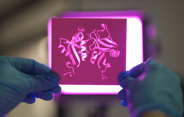 A 3D printed stencil of a DECTIN-1 structure. (Photo: Tracey Nearmy/ANU) A 3D printed stencil of a DECTIN-1 structure. (Photo: Tracey Nearmy/ANU)