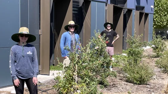 Tree planting