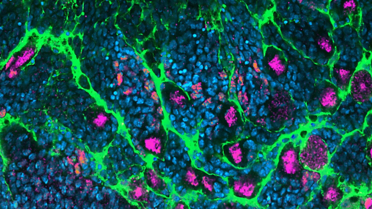 Glia stem cell niche Banner 3