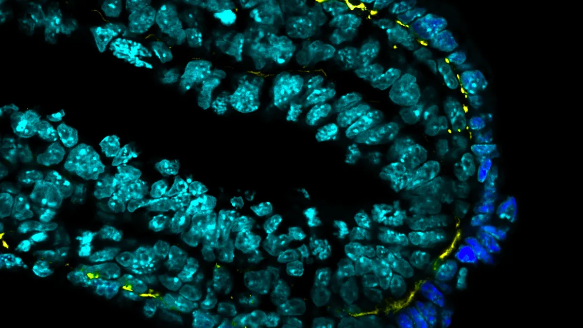 Mouse embryo Banner 3