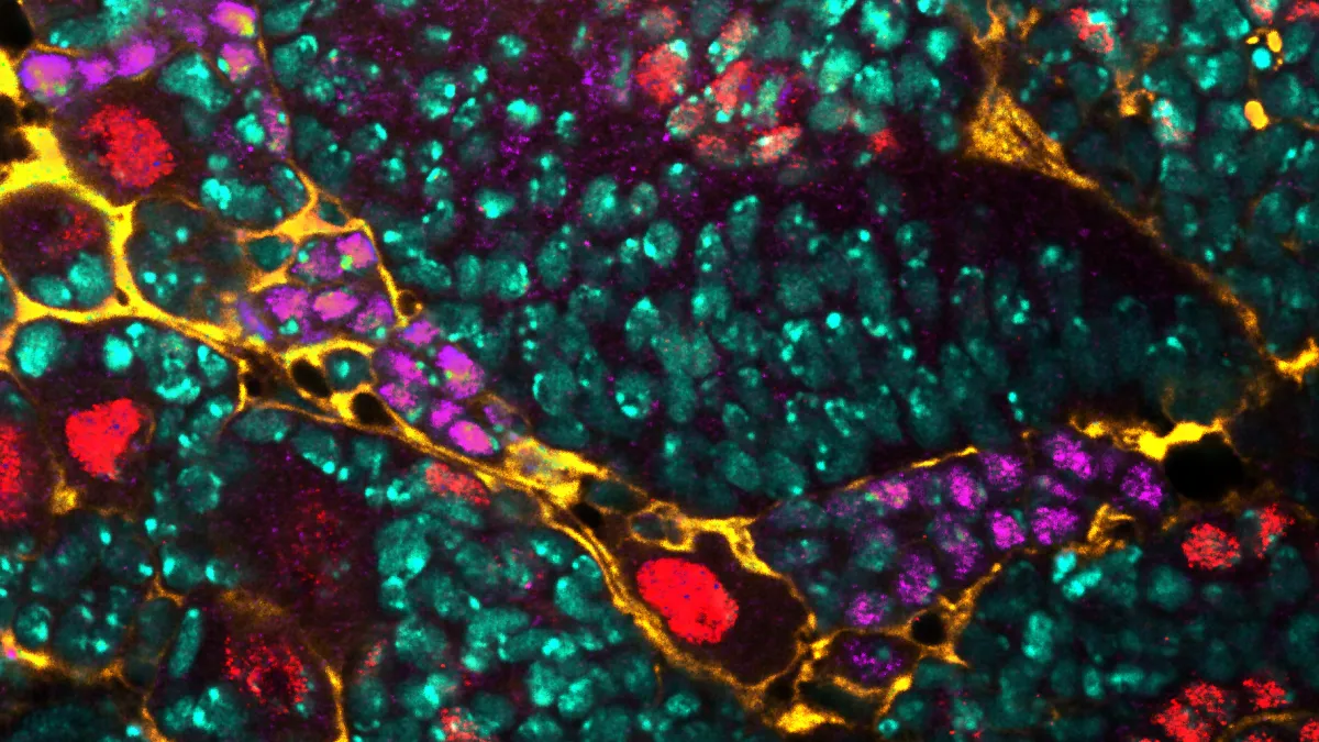 Neural stem cell banner 1