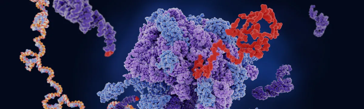 Ribosome translating mRNA into a polypeptide chain