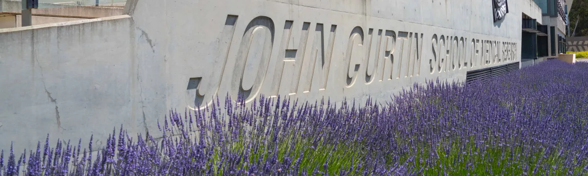 Lavender grows in front of the John Curtin School of Medical Research.