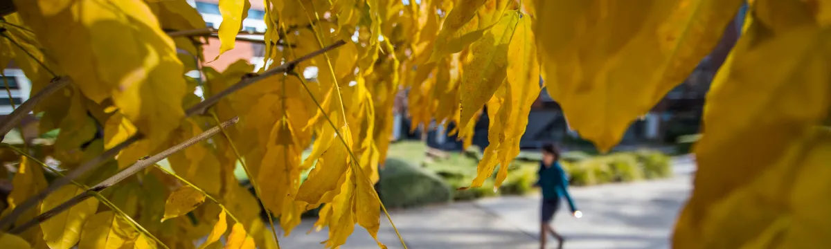 A woman walks through ANU campus during autumn