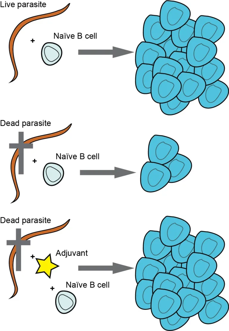 A diagram illustrating the interaction between a live or dead parasite with a naïve B cell, either alone or with an adjuvant, leading to the activation and proliferation of B cells.