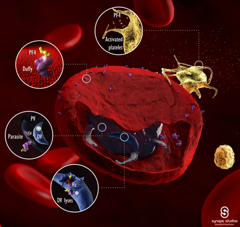 McMorran - Malaria Figure1