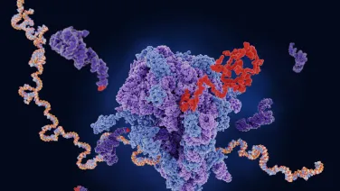 Ribosome translating mRNA into a polypeptide chain