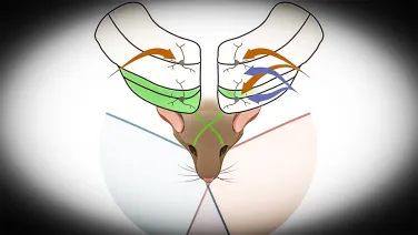 Freeze or flight: Graphical abstract