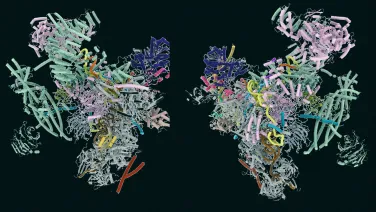 Cryo-EM structure of a quality control arrested spliceosome.